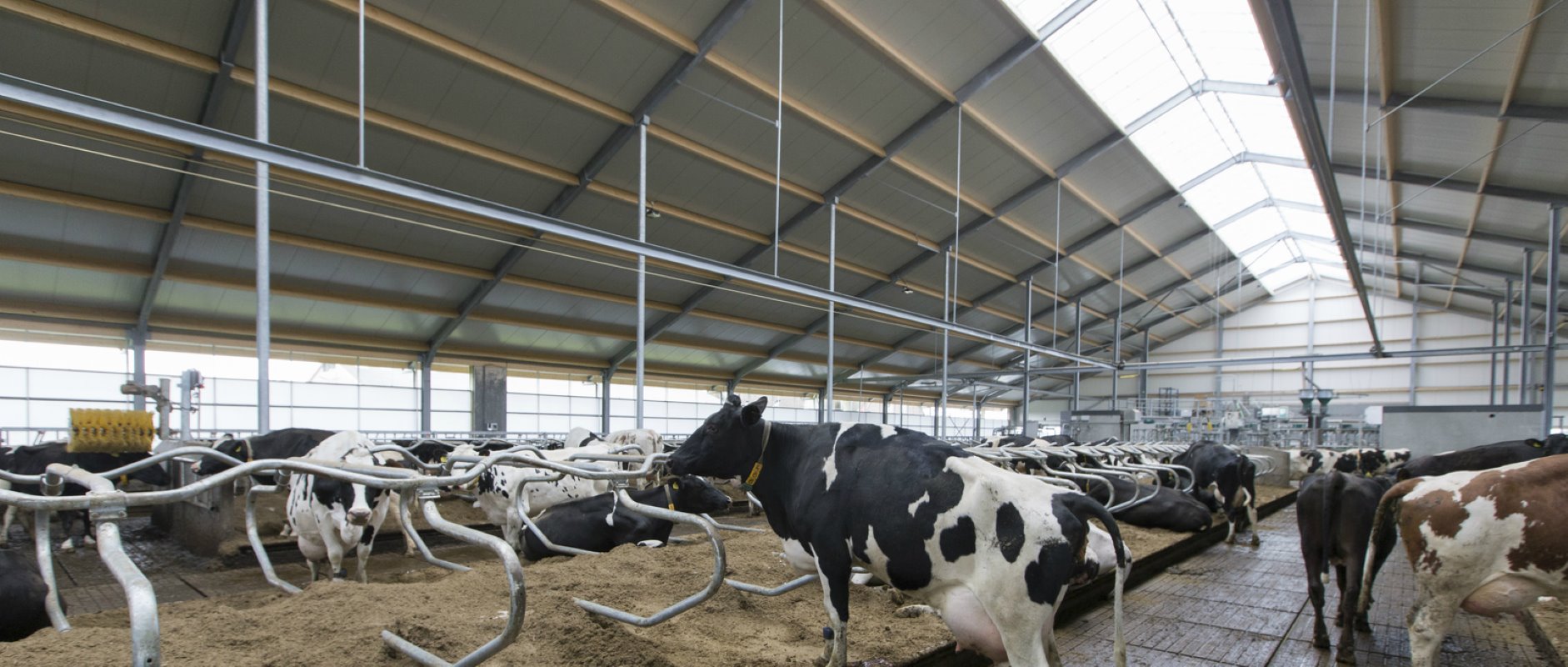 „Om de stal te kunnen betalen moeten er nog 50 koeien bij. We overwegen om die op korte termijn te kopen. We hebben 110 hectare in gebruik. Dat is een mooie basis, met genoeg voer. We willen naar 20.000 liter per hectare."