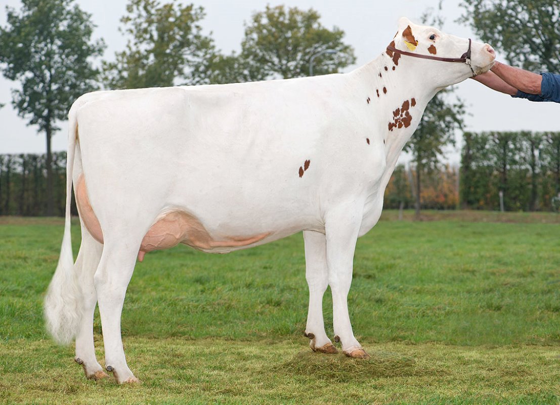 Libero (Deluxe RF keer Fidelity) is een nieuwe gehaltenrijke stier van CRV. Dochter Marijke 3460 is een fraaie koe op het bedrijf van Arnold van Dee in IJzendoorn.