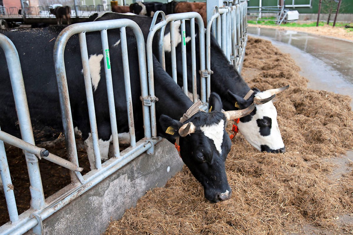 Luring had de stal graag vol willen hebben met 110 tot 120 koeien. Dat zijn er door het fosfaatgedoe nu 90. Ze hebben 18 m² ruimte per dier. Toch gaat de veehouder geen fosfaatrechten kopen. Dat idee staat hem tegen, bovendien verwacht hij dat grondgebondenheid er straks gaat komen.