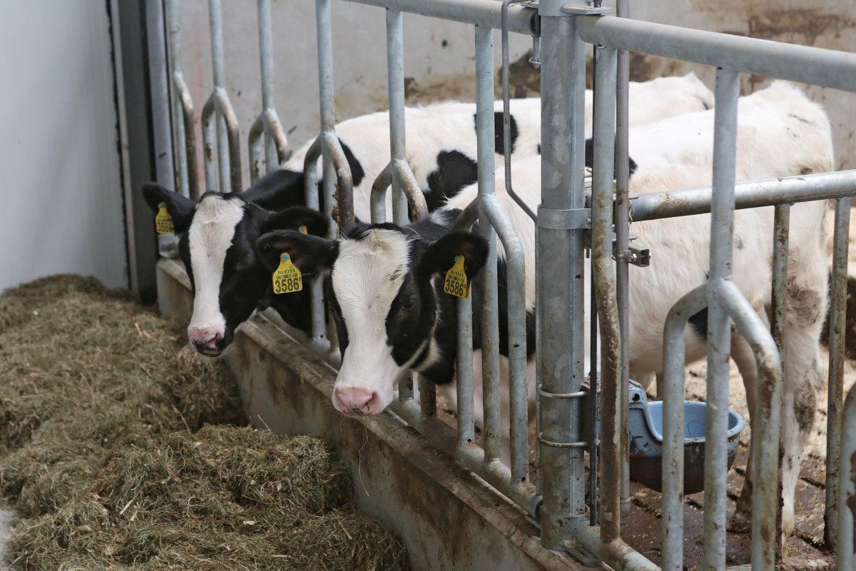 Davelaar mikt met zijn Holstein-kalveren op een gemiddelde daggroei van 1.000 gram. Een nieuw ventilatiesysteem moet hieraan bijdragen.