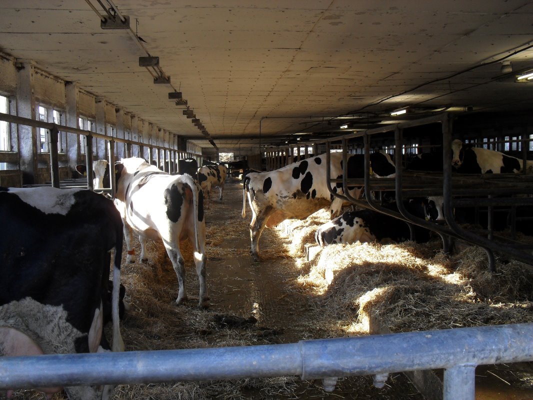 In de oude stallen zijn de droge koeien nog gehuisvest. Nu daar meer ruimte is, kunnen de koeien daar prima zijn.