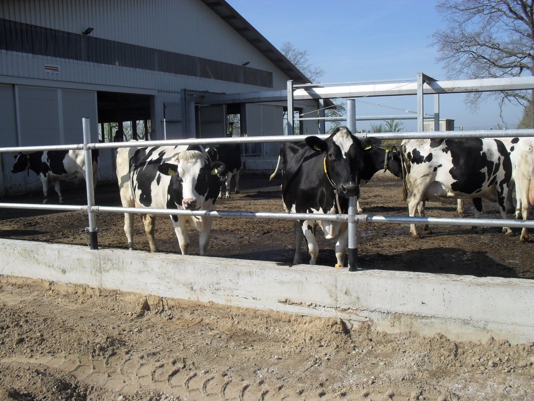 Op de kopeinden van de stal is aan weerszijden een flinke uitloop gemaakt zodat de koeien als ze willen naar buiten kunnen.