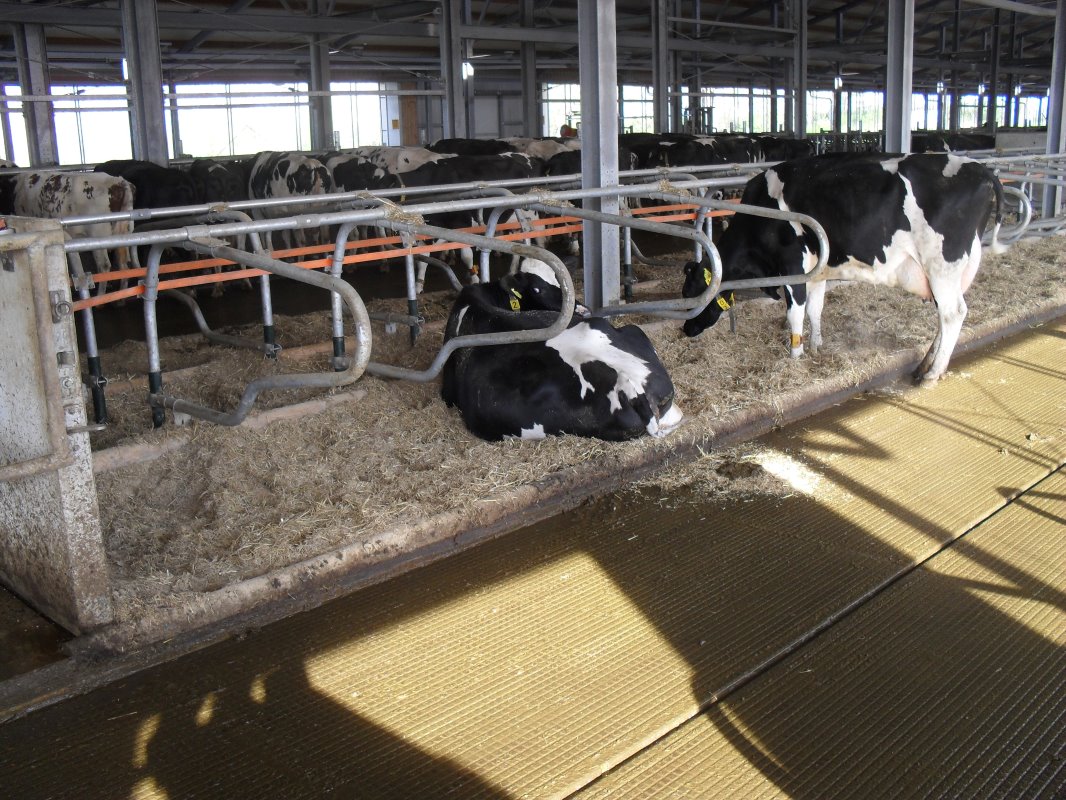 Eenmaal terug in de ruimte na het melken maken de koeien dankbaar gebruik van het strobed dat voor ze klaar ligt.