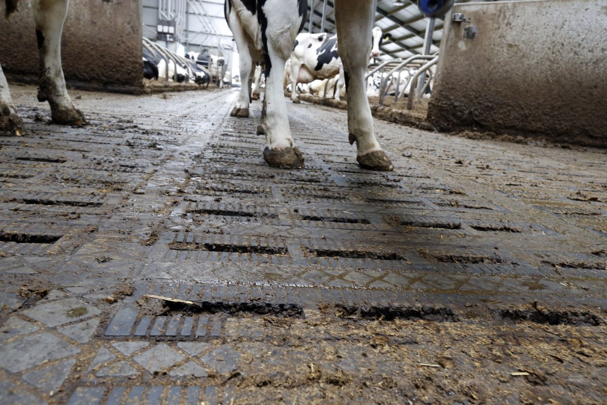 De koeien lopen op een emissiearme eco-roostervloer. Die is sinds 2014 telkens doorontwikkeld door de fabrikant. Er zitten wel 10 soorten kleppen onder de vloer. Telkens is wat nieuws uitgeprobeerd en als het niet werkte, werd dit direct verwijderd.