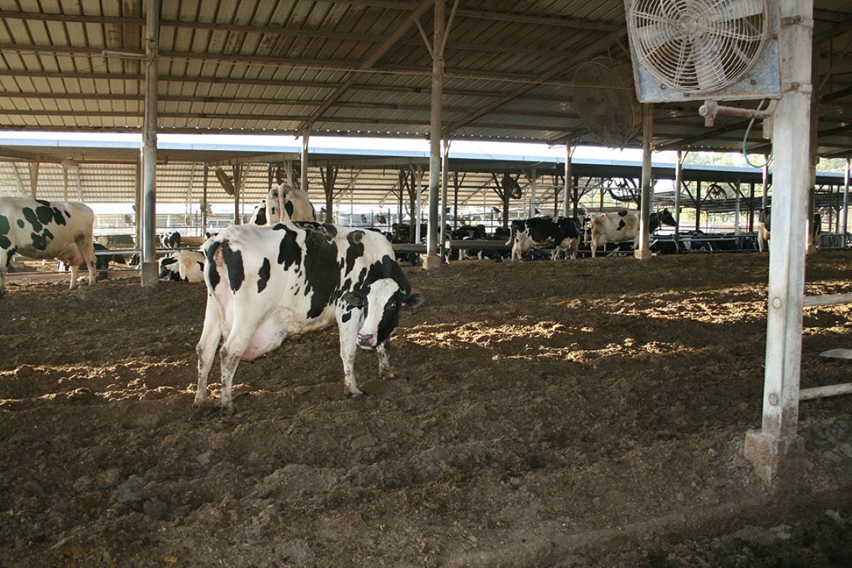 Ventilatoren in alle stallen zorgen voor de broodnodige luchtverplaatsing. De ventilatoren zijn uitgerust met een watervoorziening waarmee vijf tot zes keer dag de koeien een frisse douche krijgen.