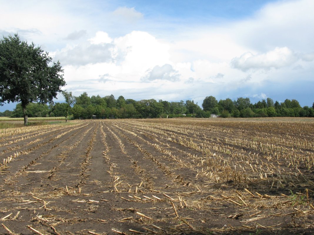 Eind augustus was al een deel van de mais gehakseld. Ook in Duitsland is het droog geweest en is de dorre mais tijdig van het land gehaald. Een voorzichtige schatting is dat 20% van het maisareaal is geoogst.