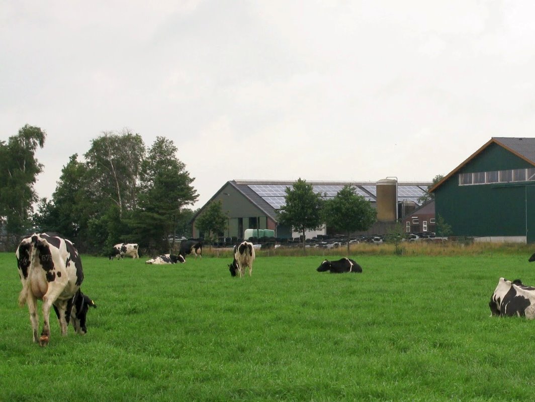 De grondhonger van biovergisters en maistelers is zo groot dat melkveehouders hun bedrijf verkopen en meer noordelijk gaan boeren. Met prijzen tot €80.000 voor goede (mais)grond en pachtprijzen tussen €750 en €1.750 is het voor melkveehouders aantrekkelijk om elders een groter bedrijf te starten.
