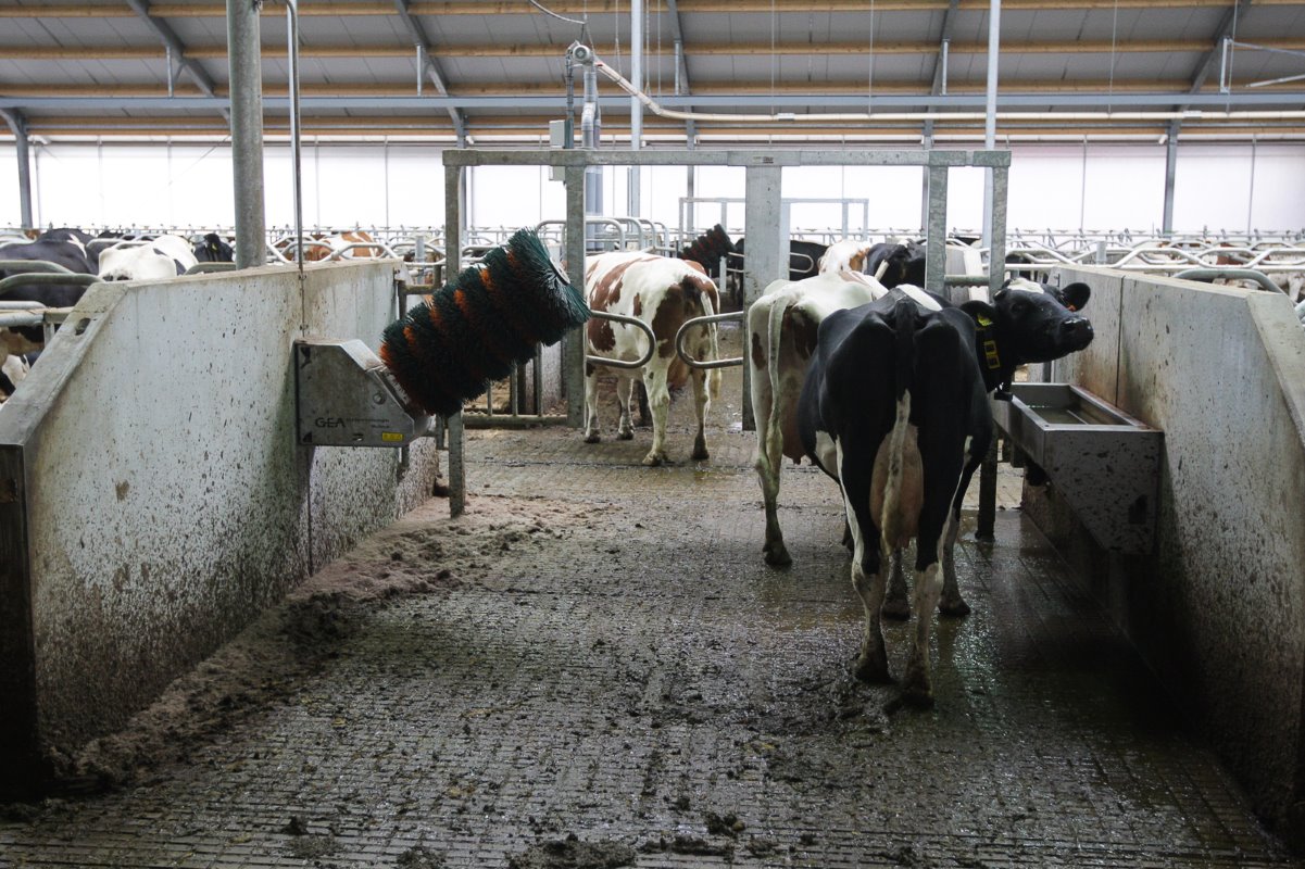 De doorsteken in de stal zijn voorzien van eenrichtings Texas-poortjes (zie achtergrond). Zo blijft de vaart er in tijdens het melken en hoeft Wijers zo min mogelijk koeien op te halen.