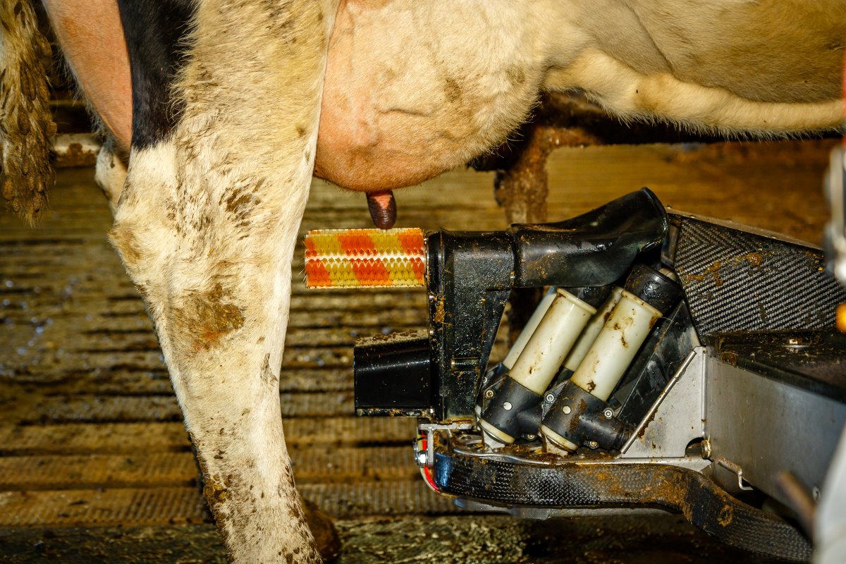 Hoge melkkwaliteit door ‘secuur, schoon en consequent werken’
