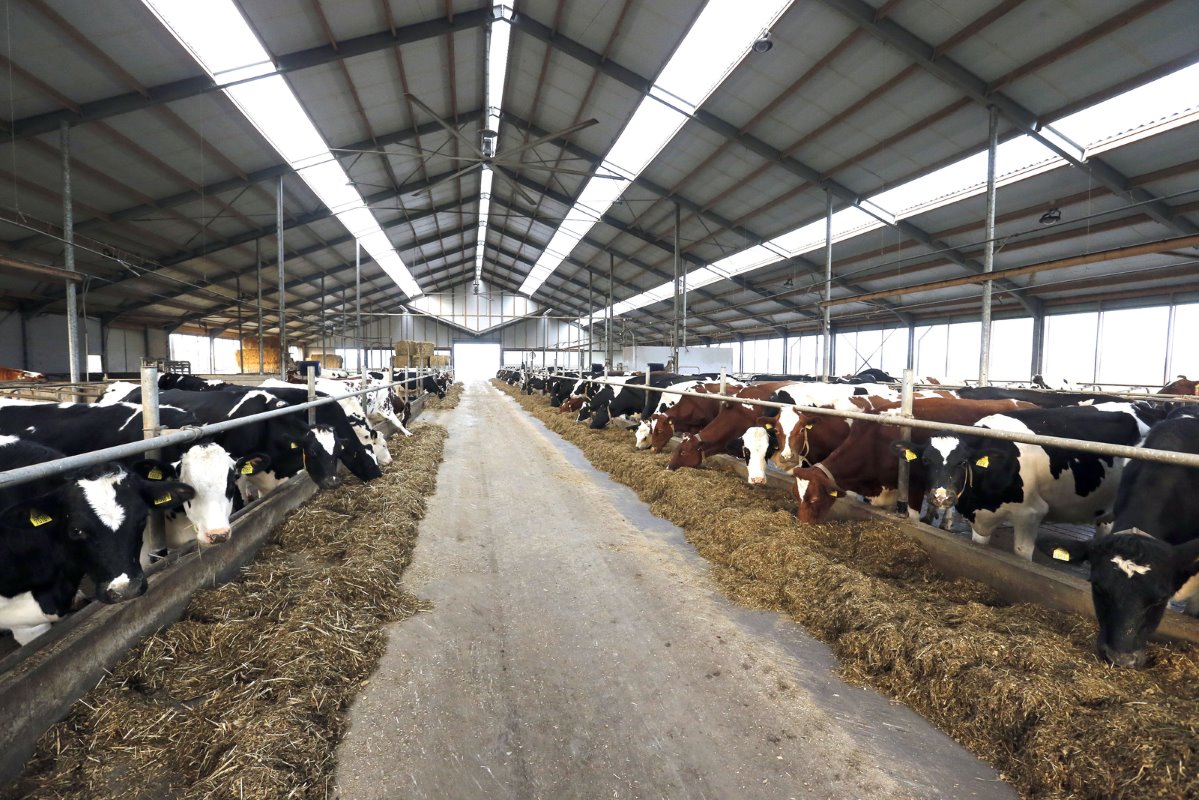 De gemiddelde melkproductie steeg van 8.900 naar 9.550 kg en de conditie van de koeien is sterk verbeterd. Ook het celgetal is gezakt en zit nu tussen de 150 en 200. Nabuurs mikt op een celgetal dat structureel onder de 150 zit.