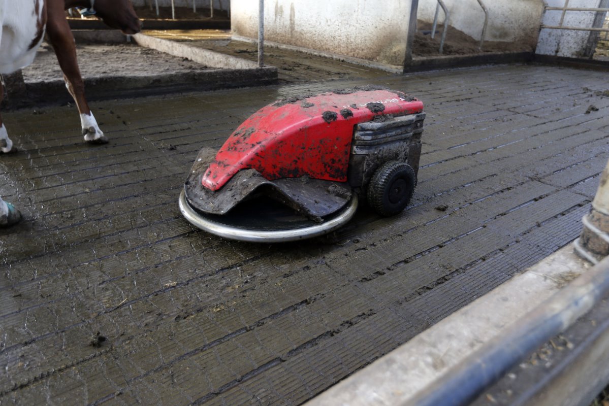 Een mestrobot houdt de dichte, emissiearme vloer schoon. In het begin ging dat - vooral in de zomer als mest bij veel wind in de stal snel droogde - wat stroef. Ook omdat er geen sproeier op de robot zit.