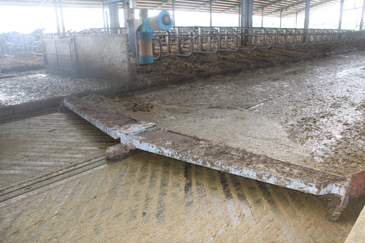Schrapers naar Italiaans ontwerp verwijderen automatisch drie keer daags de koeienmest uit de stallen. Elke dag gaat 200 kuub verse drijfmest in de biovergister.