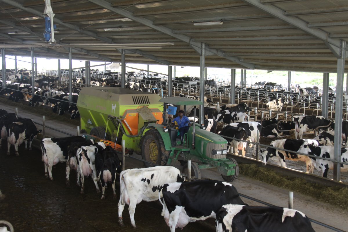 De koeien krijgen een TMR-ratsoen. Het doel is om binnen een jaar 2.000 koeien aan de melk te hebben. Daarvoor is al 2,7 miljoen euro in nieuwe gebouwen geïnvesteerd.
