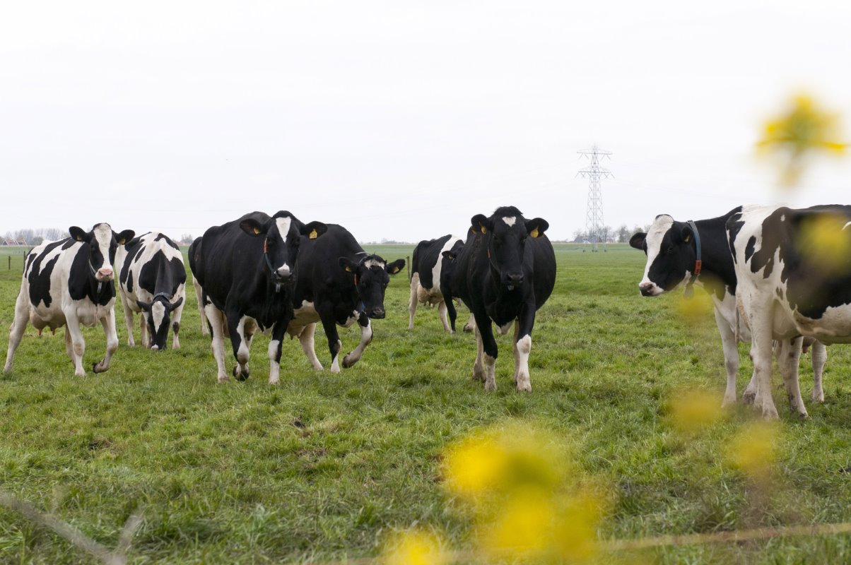 De koeien geven gemiddeld 31 liter op een dag, met 4,41 procent vet en 3,48 procent eiwit. In de nieuwe stal wil Groot naar een rollendjaargemiddelde van tenminste 9.500 liter. „10.000 liter is haalbaar, maar ik wil de koeien niet over de kling jagen."