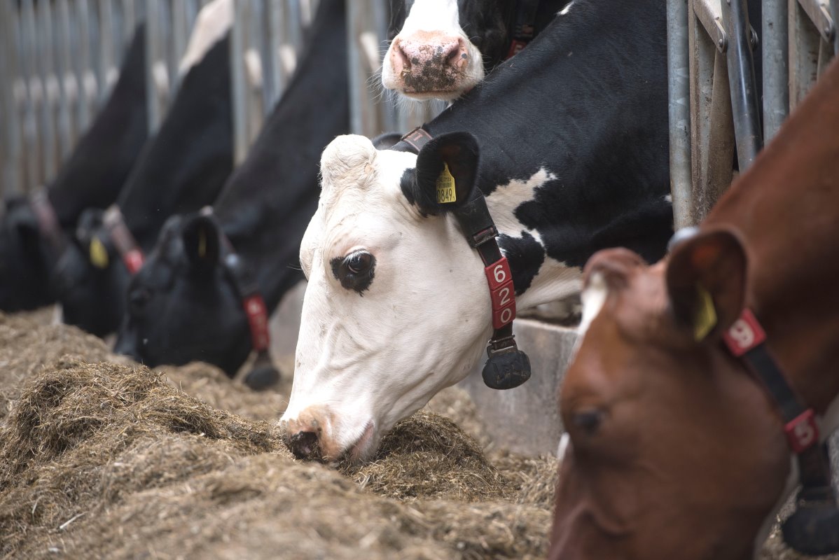 Fosfaatregelgeving raakte dit bedrijf. Al had het zeker slechter gekund. Op de peildatum van 2 juli 2015 waren er 190 melkkoeien en 160 stuks jongvee. Op het hoogtepunt waren er 215 melkkoeien. Er moest vee weg. En dat was vooral jongvee.
