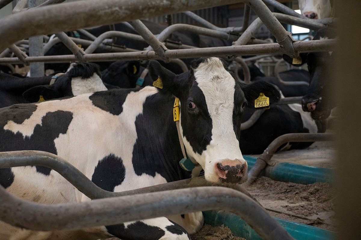 Dirkes wil in 2020 naar 140 melk- en kalfkoeien en een productie van tenminste 1,2 miljoen liter. Daarvoor is nog 2.000 kilo fosfaat nodig.