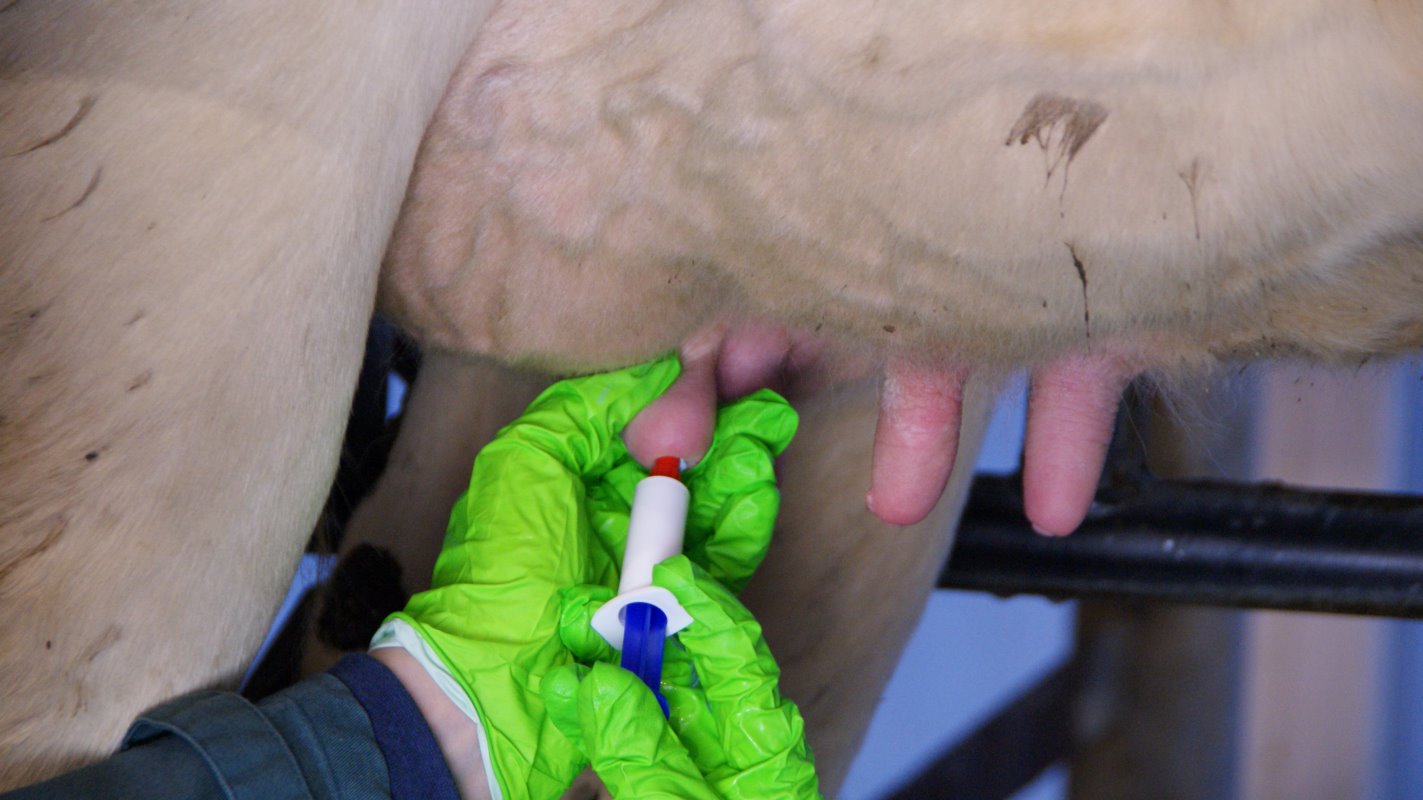 Zet koeien droog in een schone omgeving waar de benodigdheden binnen handbereik staan. Mastitisexperts adviseren een teatsealer bij elke koe te gebruiken.