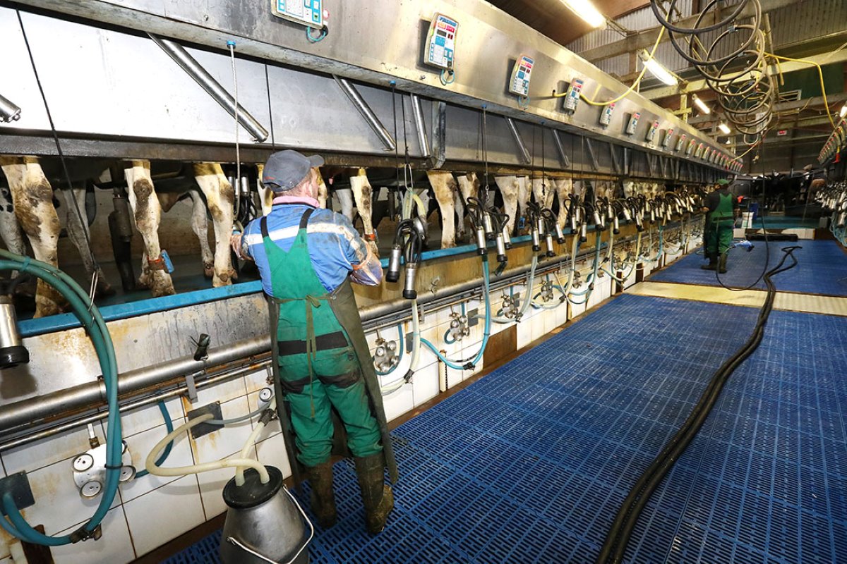 Daar zijn coninu ongeveer 950 melkgevende koeien aanwezig. Ze worden gemolken in een 2x24 rapid-exit melkstal. De melkers gaan 2 keer per jaar op cursus om ze scherp te houden.