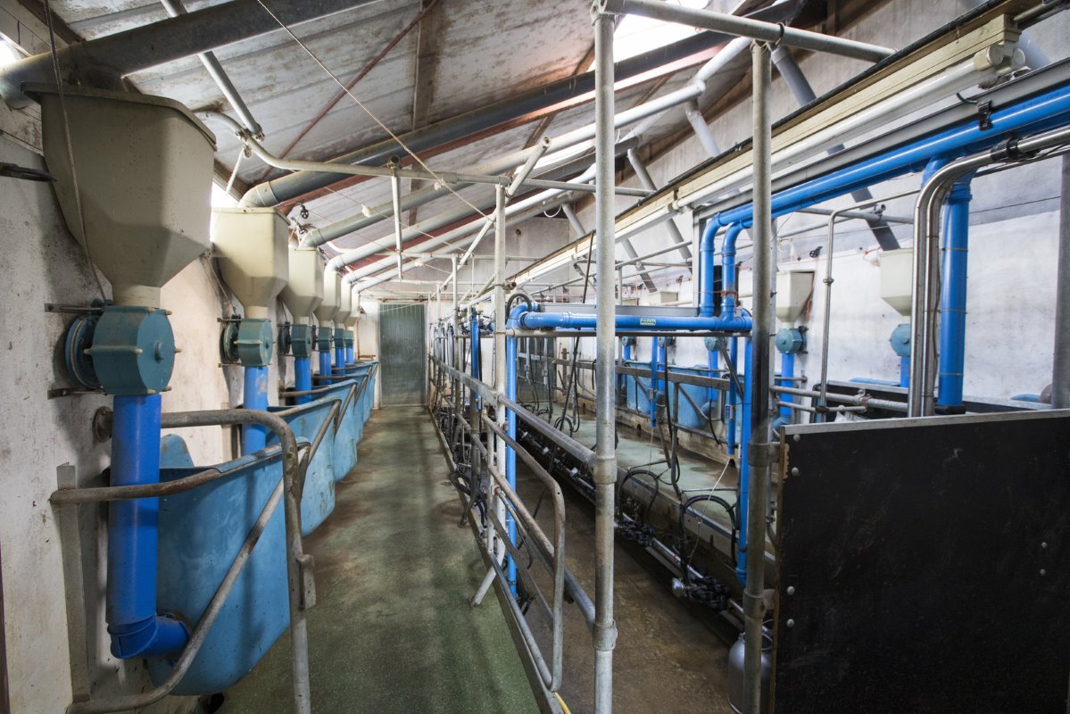 De Lakenvelders worden gemolken in een 2x6-melkstal van DeLaval. De Witte en Hoekman leveren aan FrieslandCampina, waarvan ze sinds 1991 lid zijn. De Witte is langer bezig om de melk van de Lakenvelders te verwaarden. Hij dacht aan de productie van dagverse zuivel en boerenkaas, maar koos uiteindelijk voor het maken van ijs. In de herfst van 2014 hakte hij de knoop door.