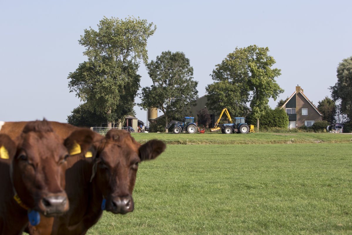 De Lakenvelders lopen van april tot oktober buiten. "Als het nog een poos droog blijft, houd ik ze lekker buiten", vertelt Hoekman. Hij noemt het werken met Lakenvelders bewerkelijk. "Andere veehouders produceren met de helft minder dieren evenveel melk."