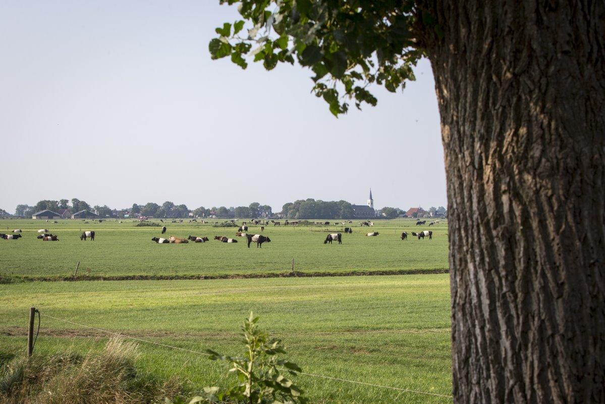 Een prachtig plaatje: de Lakenvelders vallen op in het landschap. Op de achtergrond is de witte kerktoren van Oosthem zichtbaar. Regelmatig stoppen fietsers even om foto's te maken van de bijzondere kudde koeien. Kijk voor meer nieuws over het boerenroomijs op de <a href="http://www.dewittelakenvelder.nl/" target="_self">website van De Witte Lakenvelder</a>.