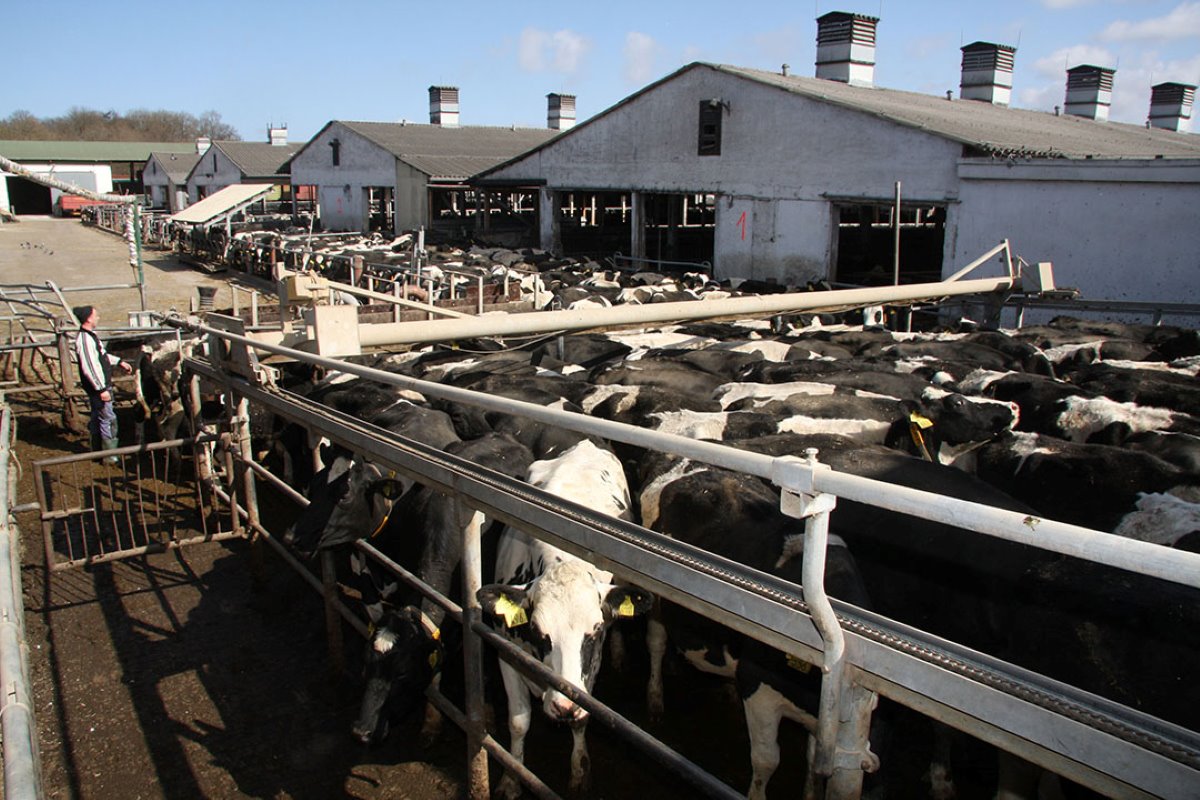 Een groot melkveebedrijf in het oosten van Duitsland. Het is nog altijd één van de populairste bestemmingen voor Nederlandse boeren. De verschillen tussen regio’s zijn er echter groot.