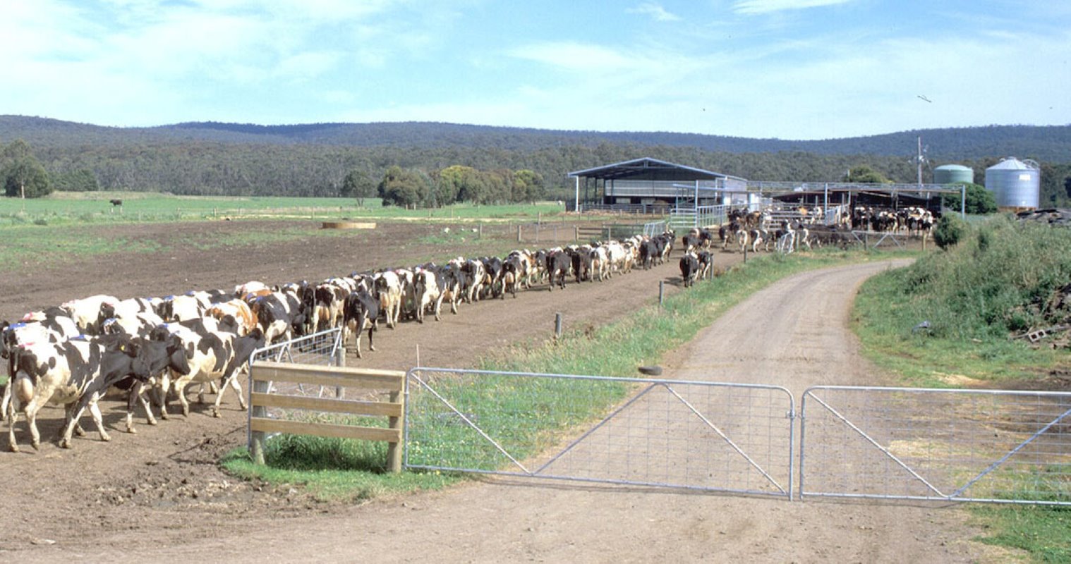 In tegenstelling tot de andere besproken landen heeft het melkveebedrijf in Australië een zeer eenvoudige huisvesting. Het klimaat maakt dit mogelijk.