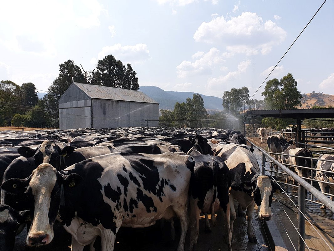 Om zijn koeien koel te houden en van water te voorzien in de zomer, heeft McKillop extra sproeiers geïnstalleerd bij de melkstallen