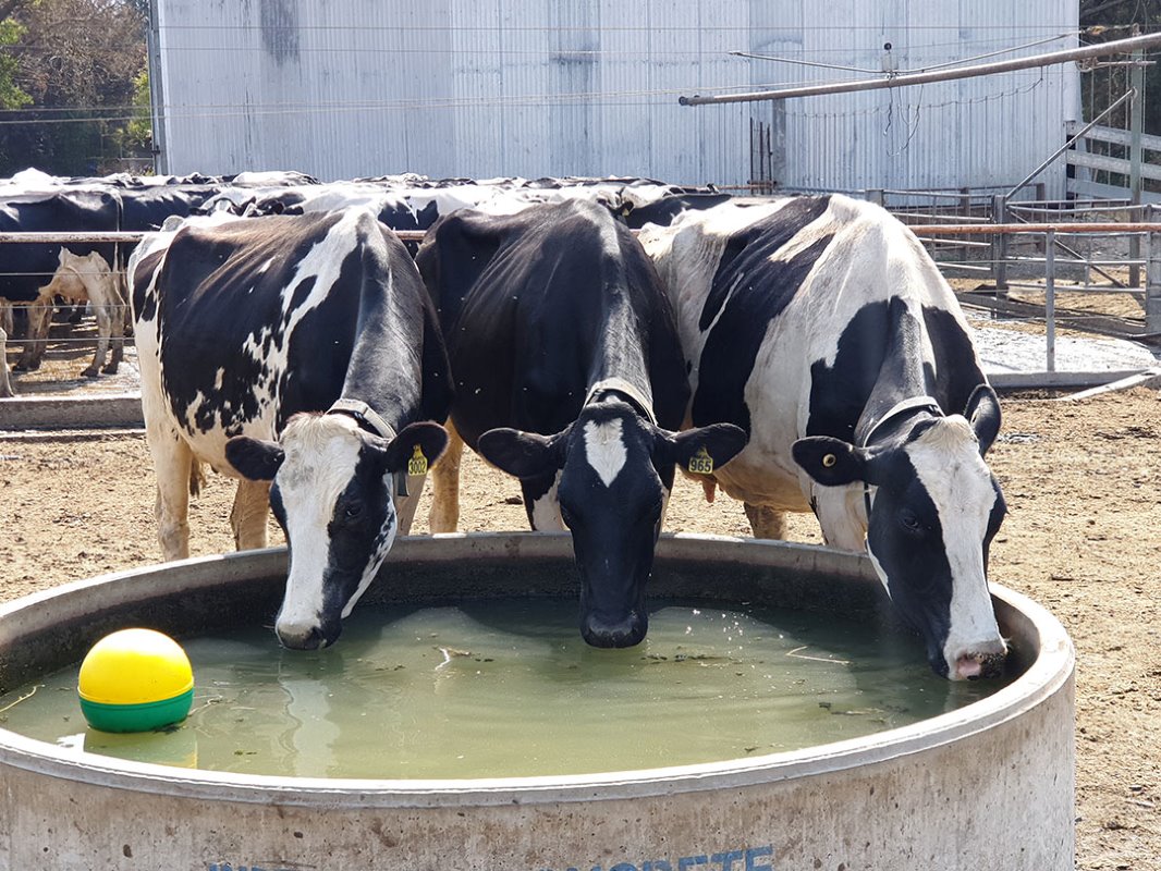 De Holsteins drinken 150 tot 160 liter per dag op dagen waarin de temperatuurboven de 30 graden oploopt.