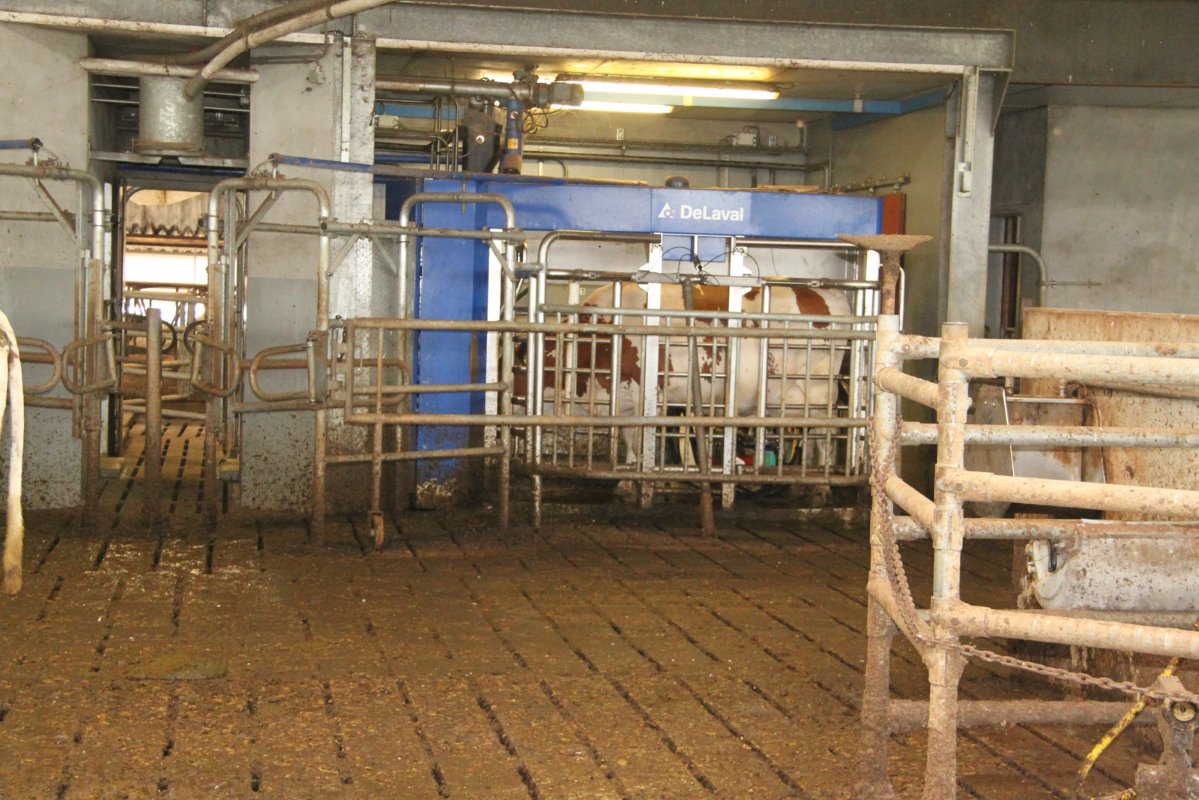 De 2 DeLaval melkrobots hebben celgetalbepaling. Thieu stelt vooraf koeien in die bij elke melking een celgetalbepaling (op koeniveau) krijgen.