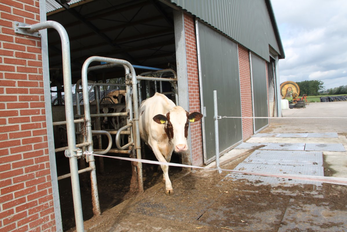 De weideselectiebox stuurt laagproductieve koeien tot 9 uur na het melken naar buiten, hoogproductieve koeien mogen uiterlijk 4 uur na het melken nog de wei in.