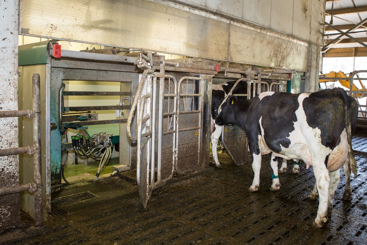 De koeien worden gemolken in deze GEA MIone-melkrobot met twee boxen. Het melken zelf gaat goed en vlot. De capaciteit is voldoende, de melkkwaliteit is hoog en de zuurtegraad is met 0,23 prima. Maar er zijn te veel storingen, vindt Westerlaken.