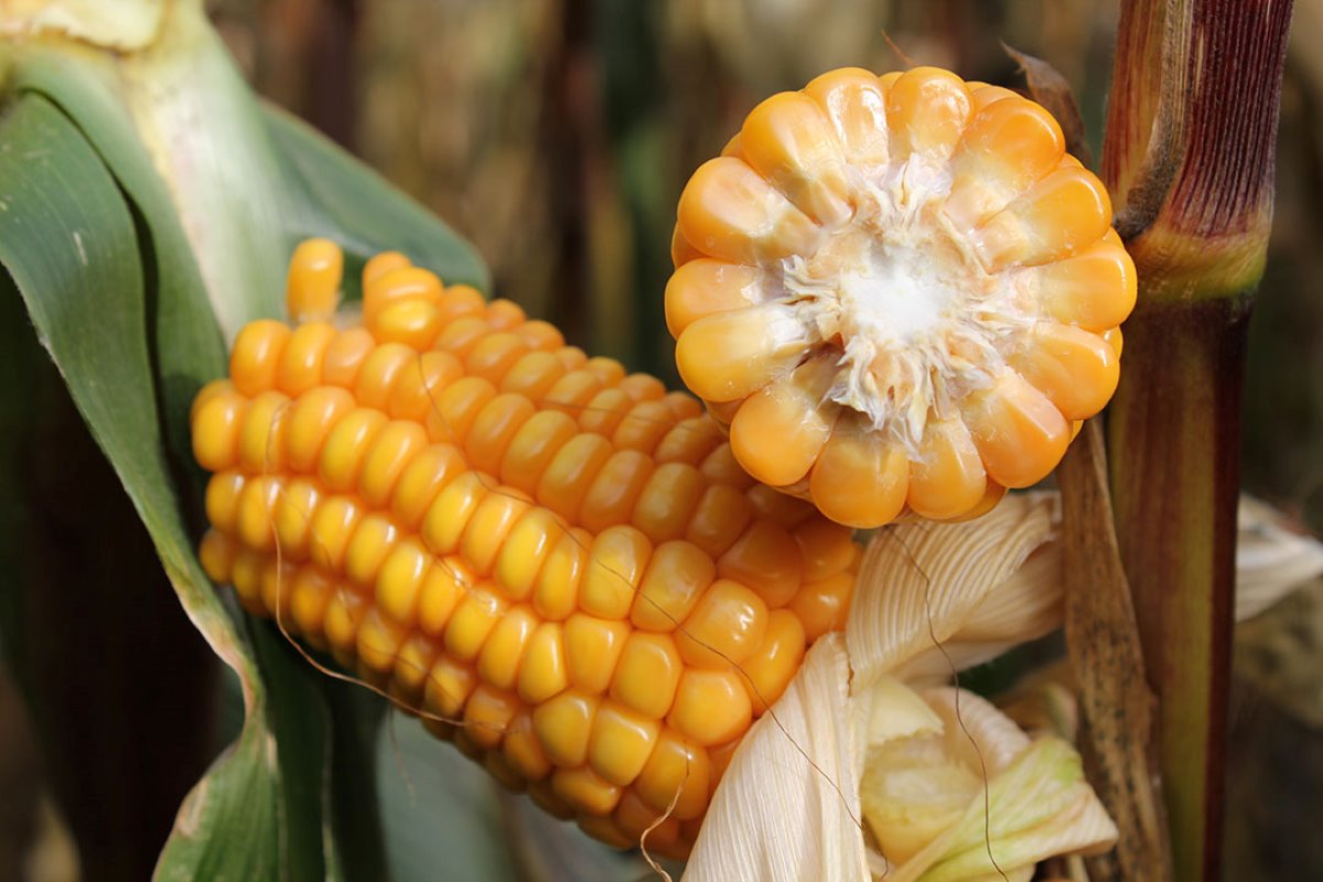 De korrel bepaalt of de maïs daadwerkelijk voor 1 oktober rijp geoogst kan worden.