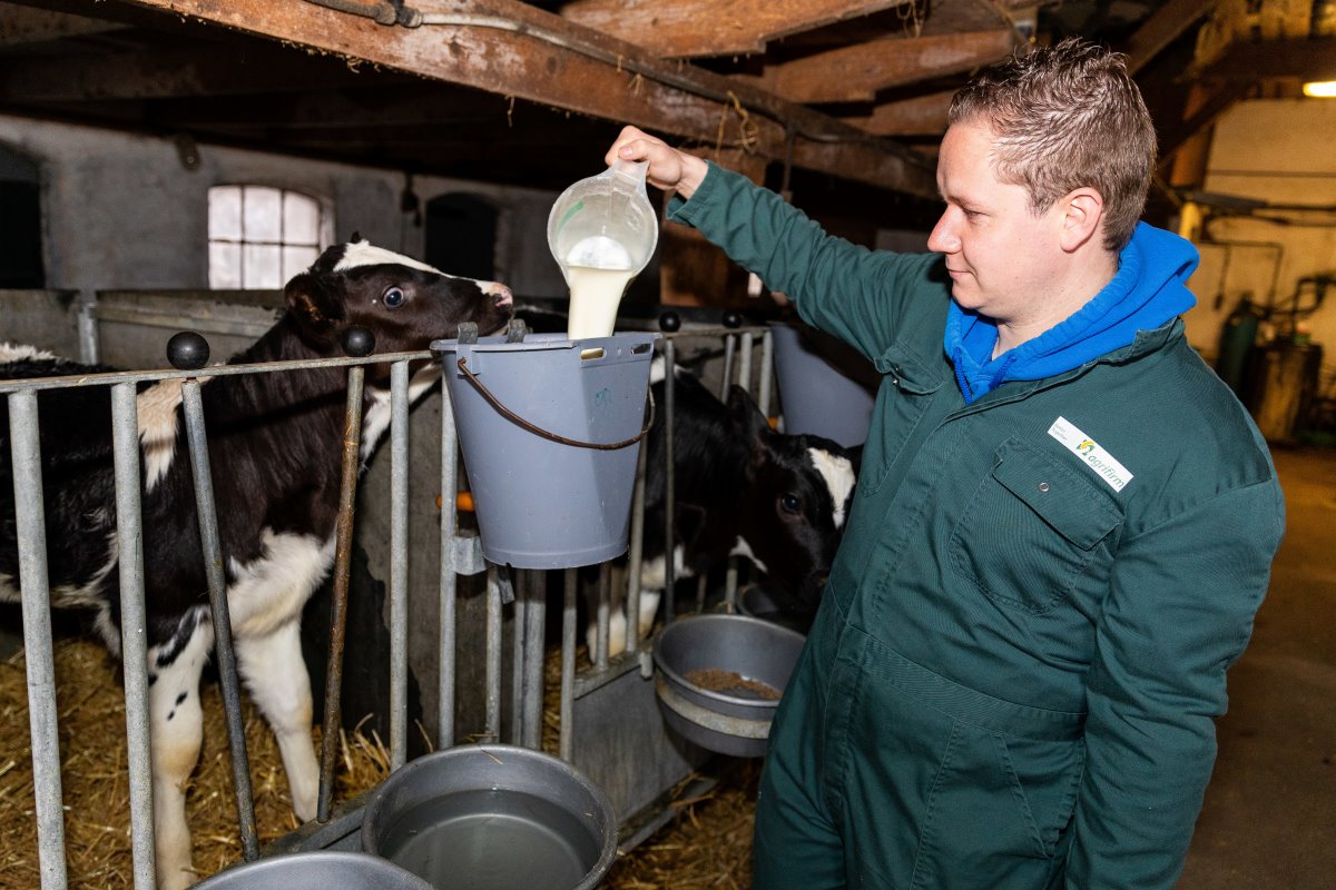 <b>06:15 uur</b> De dag begint voor de specialist Jongvee van Agrifirm met het melken van 85 koeien in een 2x9 visgraat melkstal, op het ouderlijk bedrijf in Heeten, Overijssel. Na het melken voert Erwin de kalveren. De nuchtere kalveren krijgen de hele dag beschikking over in totaal 12 liter melk. “Deze melk, die ik aanmaak met het poeder Kalvolac Unlimited, is speciaal ontwikkeld voor onbeperkte melkverstrekking. De hoge verteerbaarheid van deze aangezuurde melk wordt geborgd doordat deze voor 100% uit zuiveleiwit bestaat. Doordat ze gedurende de dag kunnen drinken, nemen de kalveren meer melk op en groeien daarmee ook gemakkelijker.”
