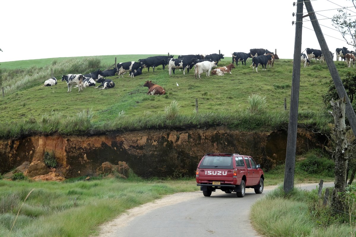 Boerderij bracht een bezoek aan dé melkveeregio van Sri Lanka. Die is gesitueerd rondom het dorpje Ambewela, in het midden van Sri Lanka. In dit zuivelgebied zijn overal koeien te zien.