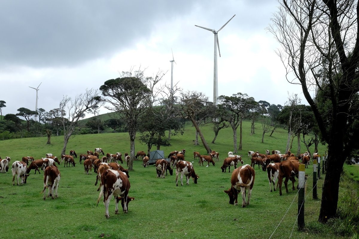 Op de landerijen van de Ambewela Farms staan twaalf windmolens. Die produceren 3 megawatt. Dat is te veel voor eigen gebruik. Een deel van de opgewekte stroom gaat het net op.