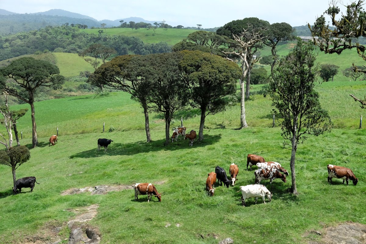 Vanwege het gunstige klimaat is de regio rond Ambewela uitermate geschikt voor de melkveehouderij. Het dorpje ligt op 1.900 meter hoogte, nabij Nuwara Eliya. Hier komt de bekende Ceylonthee vandaan. De regio kent twee seizoenen. In het koele seizoen is het 4 graden. In het warme seizoen wordt het zo'n 23 graden.