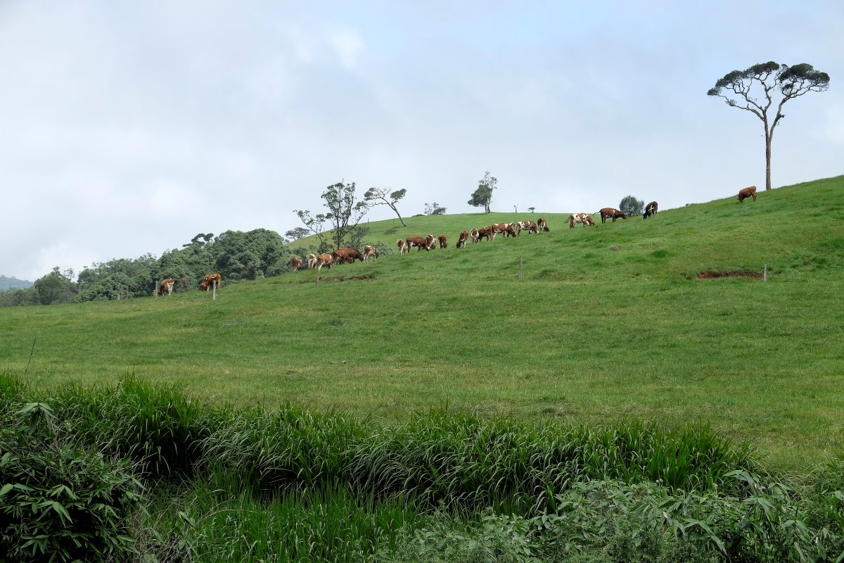 Het jongvee van de Ambewela Farms loopt buiten. De melkkoeien staan op stal. De pinken lopen buiten op hellingen tussen 20 en 40 graden. Steiler mag niet in verband met erosie.