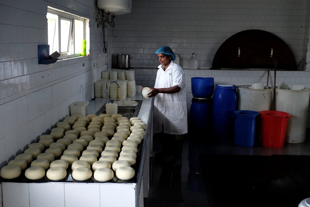 De melk wordt onder meer verwerkt tot kaas. Deze Edammer kazen worden niet voor de plaatselijke detailhandel geproduceerd. Ze zijn bestemd voor de duurdere hotels in de hoofdstad Colombo.