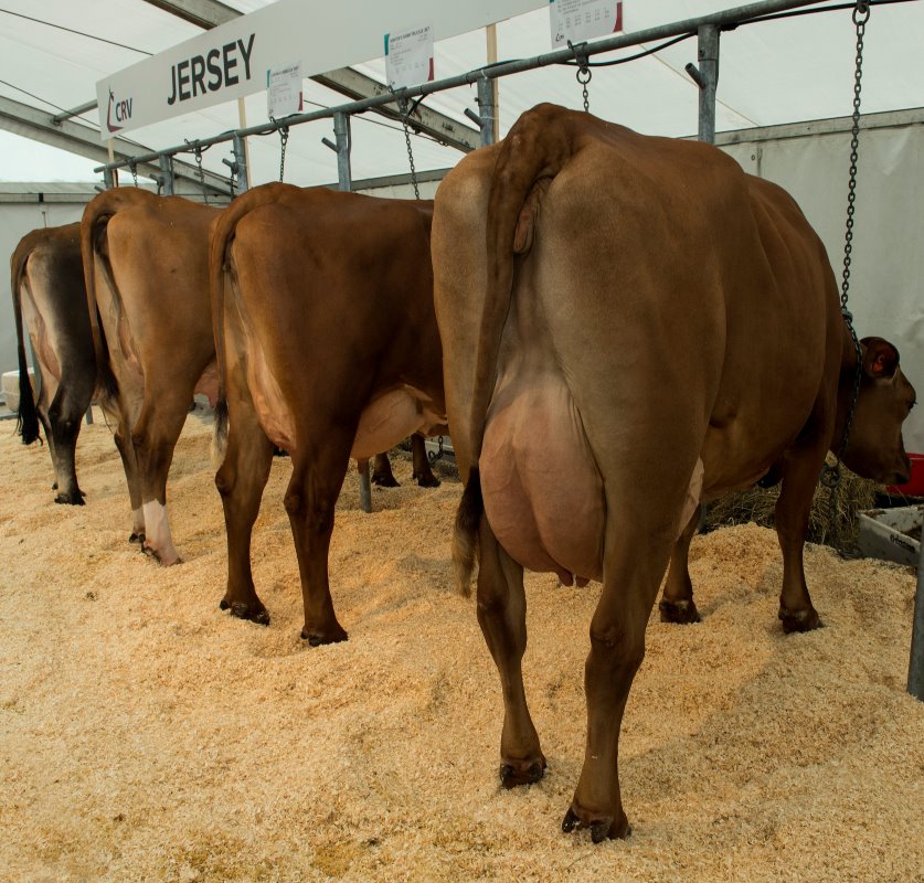 Holstein x Jersey, de drie koeien aan de rechter kant zijn dochters van kruislingstier Mr. Protein