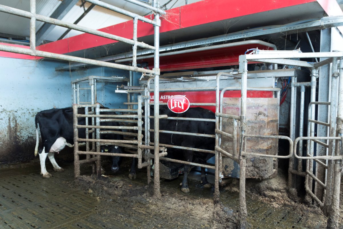 De koeien worden gemolken in vier A4-melkrobots van Lely. Een bekend systeem voor Op de Hoek. In de oude stal stonden A3's. De koeien waren er direct aan gewend. Alleen de ingang is nu anders, maar ook dat wende snel.