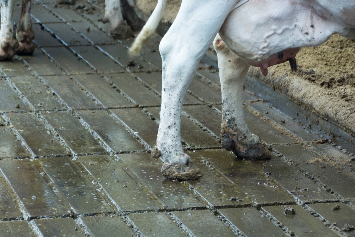 De koeien lopen op een dichte, emissiearme EA-sleuvenvloer van Anders Beton met om de 1,10 meter een afstort met kleppen. Koeien lopen er goed op en het aantal klauwproblemen is aanzienlijk verminderd. Nog vaker voetenbaden kan dit verder verbeteren.