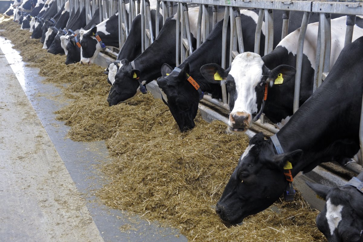 Begin dit jaar zette Köhne een flinke stap vooruit. Er werden 30 melkkoeien van één veestapel aangekocht en er kwam ook een derde melkrobot op het bedrijf.