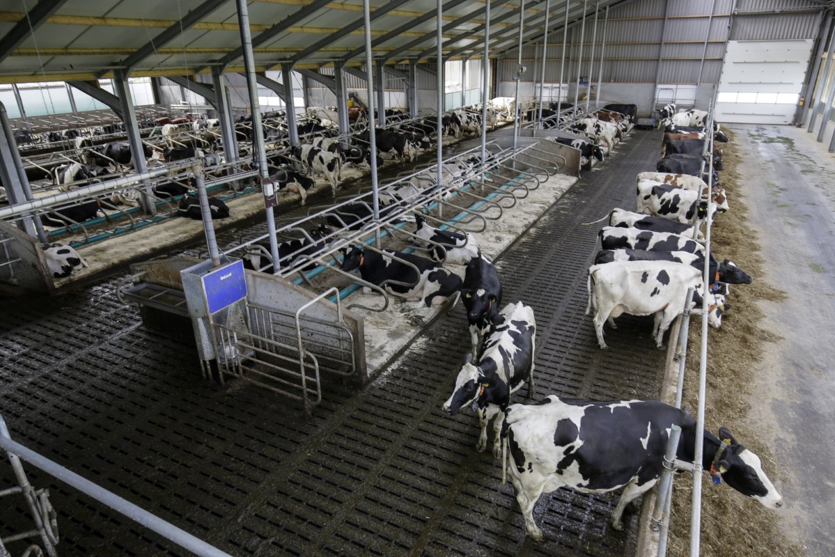De brede (2-0-5-0) ligboxenstal is zo ingericht dat de Zijlstra's 140 koeien kunnen melken. Albert-Jan Dijkstra heeft in de toekomst de mogelijkheid om uit te breiden. „Aan de rechterzijde van de stal kunnen we nog uitbreiden."
