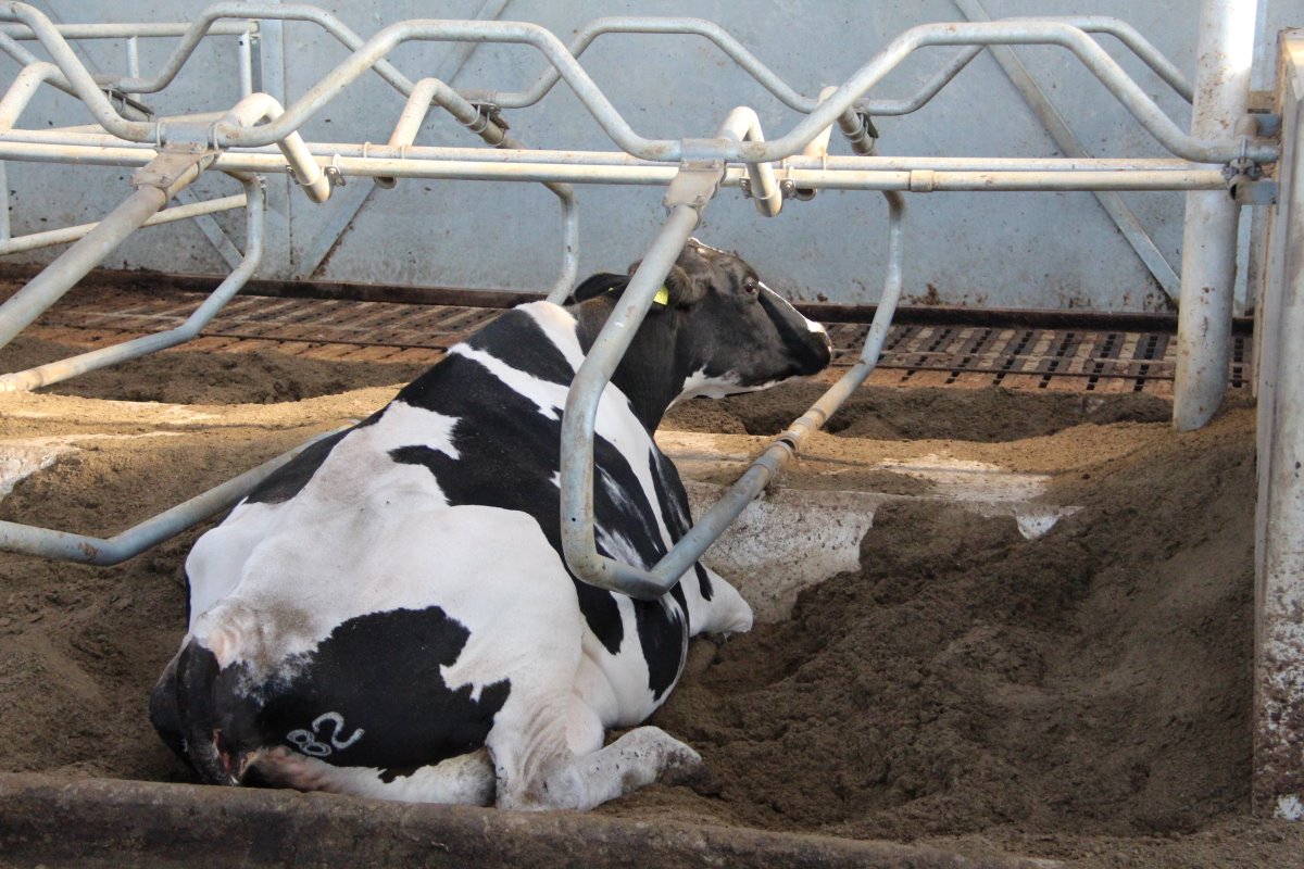 De koeien liggen in diepstrooiselboxen. Een keer per week worden deze van een nieuwe laag gedroogde mest voorzien. “De koeien liggen hier aanzienlijk langer in. Bovendien zijn ze minder snel vuil.”