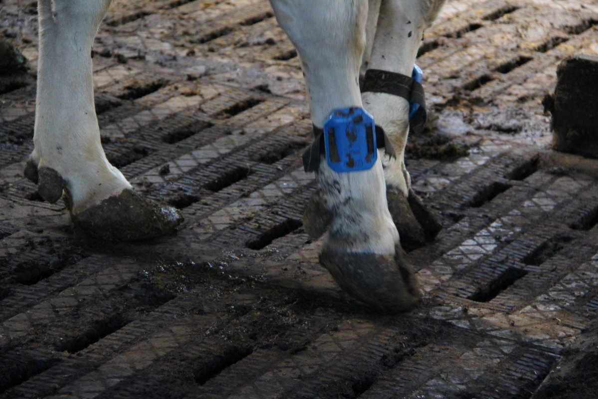 De vloer is de emissiearme Eco van Anders Beton. In de nieuwe stal hebben de koeien opvallend minder last van klauwproblemen. De koeien zijn voorzien van de Crysta Acta+ stappenteller/tochtigheidssignaleerder van Fullwood.
