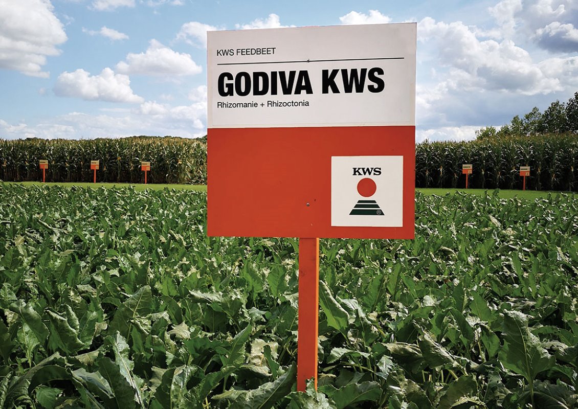 Godiva KWS is omwille van zijn dubbele resistentie  zeer geschikt voor de teelt op zandgrond.