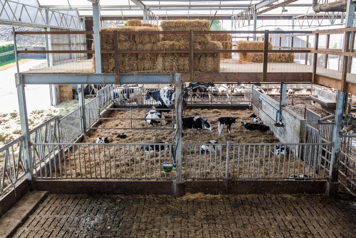 Na het separeren kunnen de koeien in dit strohok terechtkomen, een groot hok van 11 bij 8 meter. Van Ittersum is er erg blij mee. Ook omdat hij eenvoudig meerdere hokken kan maken door hekken te laten zakken of te draaien. Let ook op de strozolder.