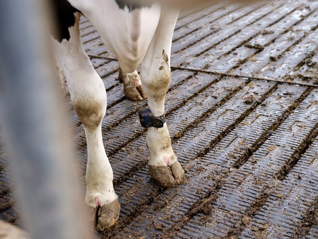 De melkrobot herkent de koeien aan de Ovalert. In de oude stal hadden de koeien de stappentellers al om. Het helpt de veehouder goed bij het signaleren van tochtige koeien, vindt hij. De batterijen zijn nog lang niet leeg. “Daarom hebben we ze gehouden.”