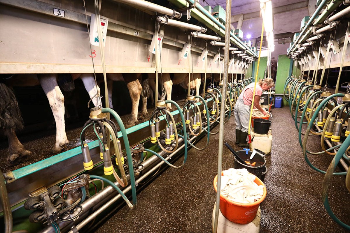 In de 2x14 zij-aan-zij melkstal gaat alles in rustig tempo. Een persoon melkt, die krijgt assistentie van een tweede melker die ook de koeien haalt en ruimten schoonmaakt.
